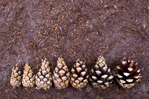 Preview: Pine cones lined up in ascending order.