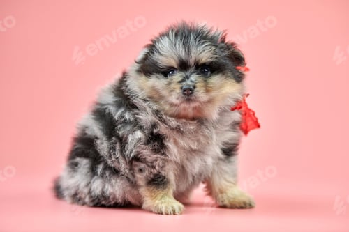 Preview: Pomeranian Spitz puppy, copy space on pink background