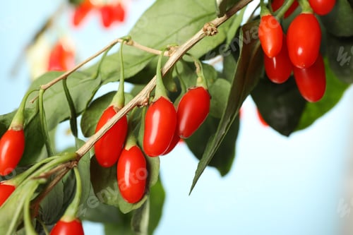 Preview: Branch with ripe fresh goji berries outdoors