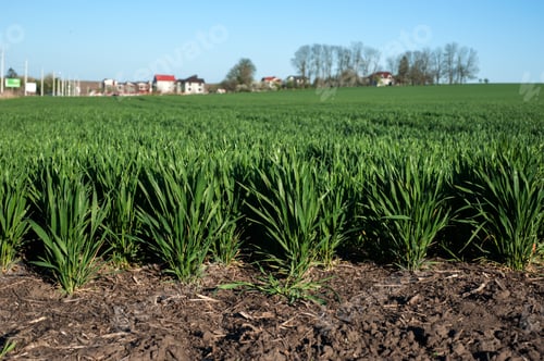 Preview: Green spring wheat crops, sprouts, close up, spring agriculture