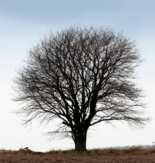 Preview: Autumn trees