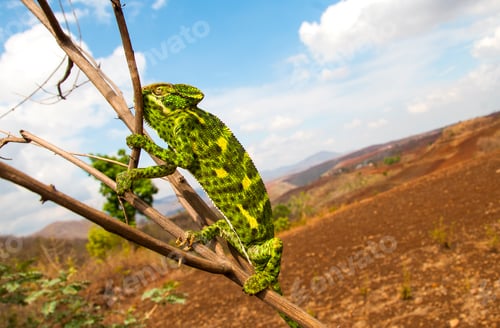 Preview: The Indian Chameleon, Chamaeleo zeylanicus in the forest.