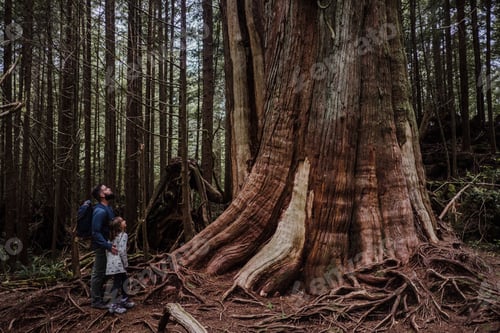 Preview: Father and daughter hiking in forest, Tofino, Canada