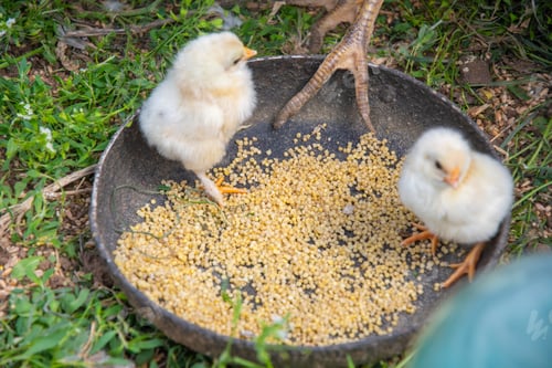 Preview: A pair of small white fluffy chickens sit in a large bowl of grain and learn to eat, A scene showing