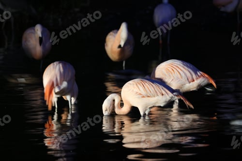 Preview: The Chilean flamingos (Phoenicopterus chilensis) in river