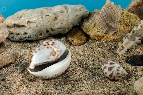 Preview: Tiger Cowrie Shell on the sand underwater