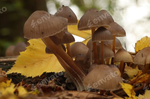 Preview: mushroom, nature, fungus, forest, macro, background, food, brown, green, autumn, leaf, fungi, natura