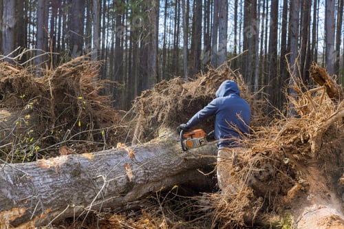 Preview: Cutting down trees using a chainsaw is a devastating ecological disaster as the worker destroys the
