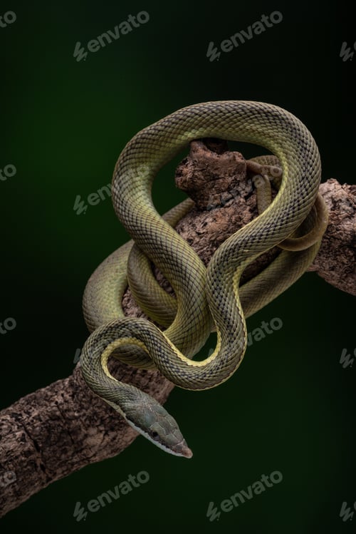 Preview: Baron Green Racer snake perched on a tree, against a dark backdrop