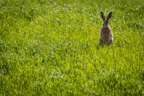 Preview: Rabbit sitting in the meadow