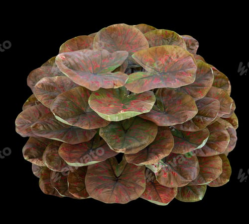 Preview: Beautiful colorful caladium on Black background isolate with clipping path. Queen of the leaves plan