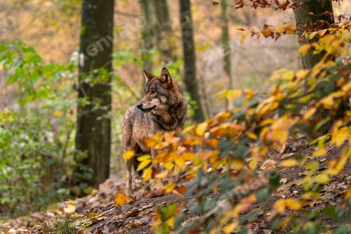 Preview: Beautiful shot of a wolf in a park surrounded with autumn leaves