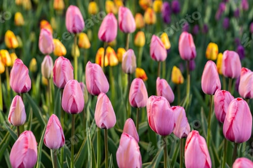 Preview: colorful tulip field with selective focus