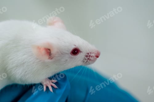 Preview: Drug testing on laboratory animal mice