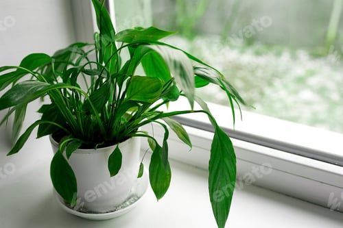 Preview: A spathiphyllum flower with green leaves on a windowsill