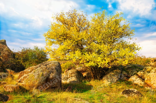 Preview: Beautiful yellowed vegetation and stones covered with lichen and moss hills in picturesque Ukraine