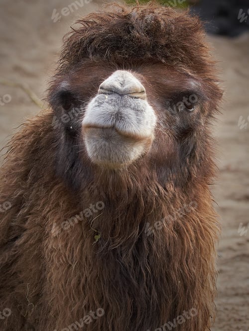 Preview: Bactrian camel (Camelus bactrianus)
