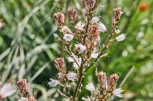 Preview: Branched Asphodel: A species of asphodel also known as King's Wand