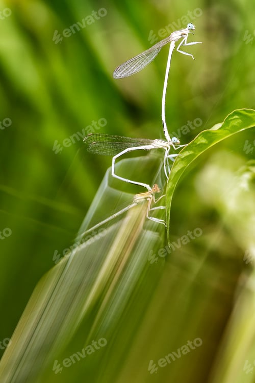 Preview: Defocused plants wild meadow