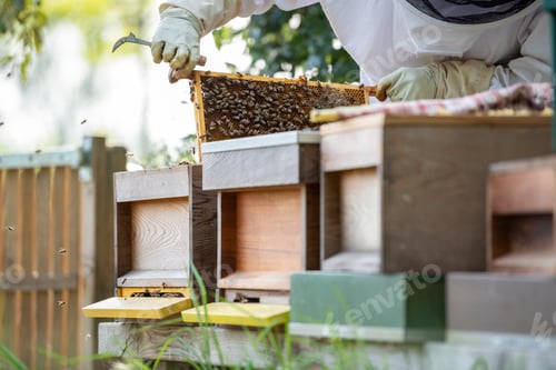 Preview: Man tending to their bee hive at the bottom of their garden for honey.