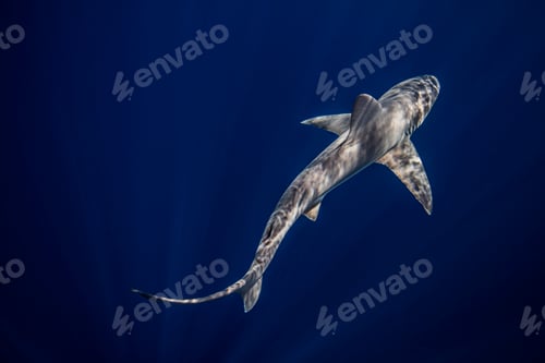 Preview: Underwater overhead view of sandbar shark swimming in blue sea, Jupiter, Florida, USA
