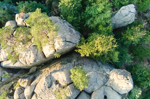 Preview: Aerial view of bright landscape with green forest trees