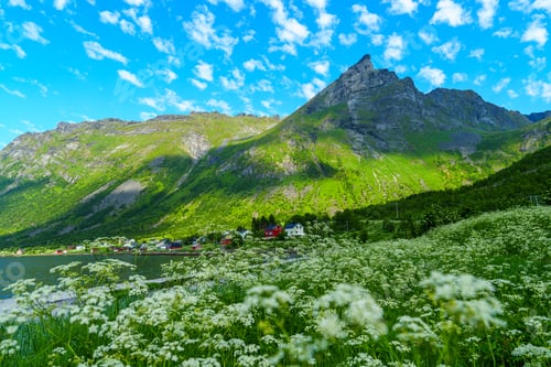 Preview: Beautiful classic Norwegian summer landscape in the month of July. mighty mountains meadows, sea