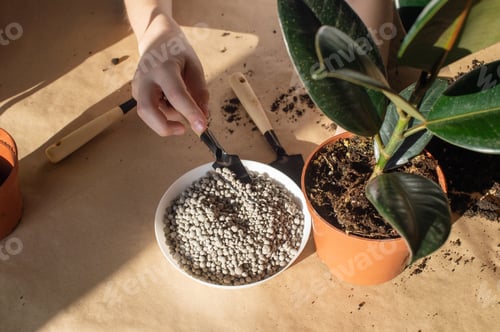 Preview: Pour fertilizer into a pot with a ficus with a small spatula for the care of domestic plants
