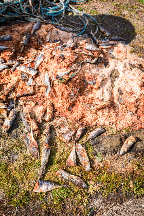 Preview: Dead fish and forage on the edge of the harbor