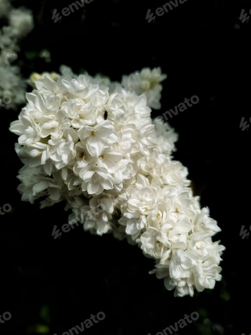 Preview: White lilac