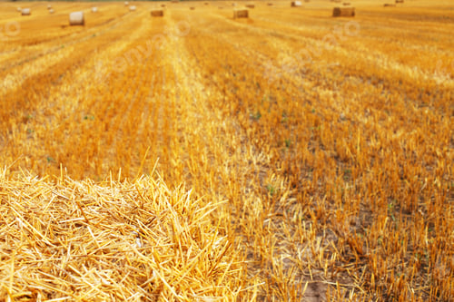 Preview: Beautiful landscape with hay straw bales after harvest in summer. Haystacks on field