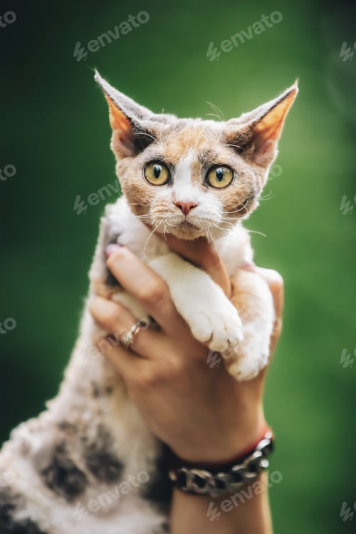 Preview: Cats Portrait. Obedient Devon Rex Cat With White-red Spotted Fur Color Sitting On Hands. Curious