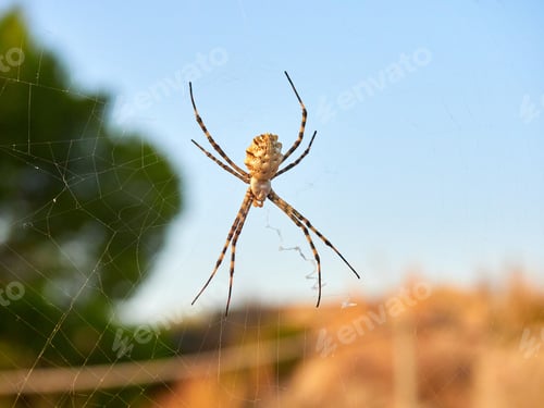 Preview: Closeup shot of a spider on a spider web