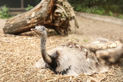 Preview: Cute ostrich in zoological garden. Exotic bird