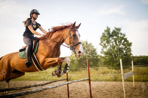Preview: Young female jockey on horse leaping over hurdle