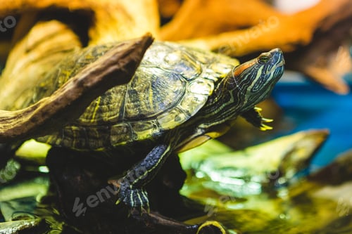 Preview: Red-Eared Slider
