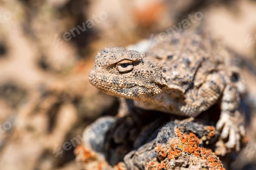 Preview: Close portrait of Phrynocephalus helioscopus agama in nature