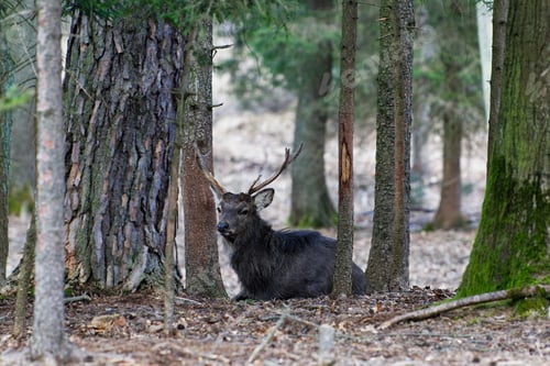 Preview: A Manchurian Sika Deer (Cervus nippon mantchuricus or Cervus nippon dybowskii)
