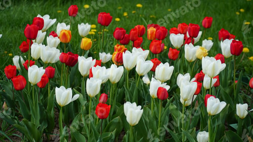 Preview: Beautiful tulips. Variety of spring flowers. Landscaping. Flowerbeds of tulips