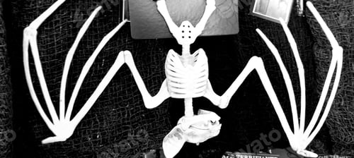 Preview: Just Hanging Around! A scary bat skeleton hanging around for Halloween spooks!