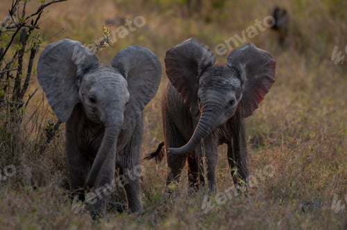 Preview: Two baby elephants, Loxodonta africana, walking together in long grass.