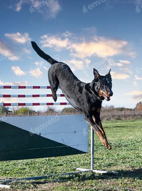Preview: french shepherd training