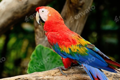 Preview: Scarlet Macaw