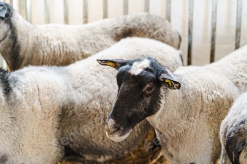 Preview: Sheep inside pen in barn on a livestock farm
