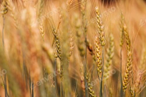 Preview: Barley Field in Sunset