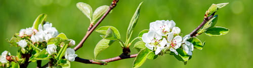 Preview: Cherry flowers on a branch close-up. Blooming tree in the garden