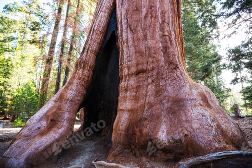 Preview: Sequoia