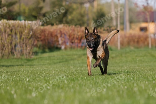 Preview: Belgian shepherd dog running in a field