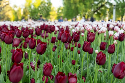 Preview: Canadian Tulip Festival in Ottawa, Canada. Blooming tulips and people walking in spring park