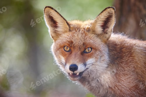 Preview: Fox head with green background. Wildlife in the forest